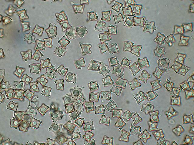 La  Flora  micologica  Alsaziana